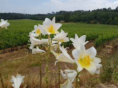 Photo Adeline STEIGER, Kinésiologue , animatrice Brain Gym