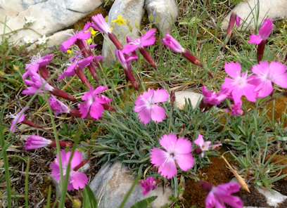 Photo Shiatsu Grenoble - Sylvie Damonville
