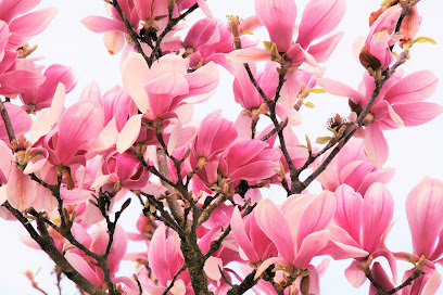 Photo AMATERASU Energétique chinoise - Massages TuiNa, Réflexologie plantaire, Chi Neï Tsang - Drainage lymphatique manuel