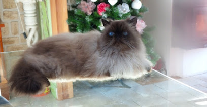 Photo Vignacourt Francoise Magnétiseuse