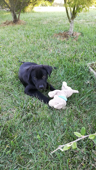 Photo Sauvegarde et Protection des Animaux